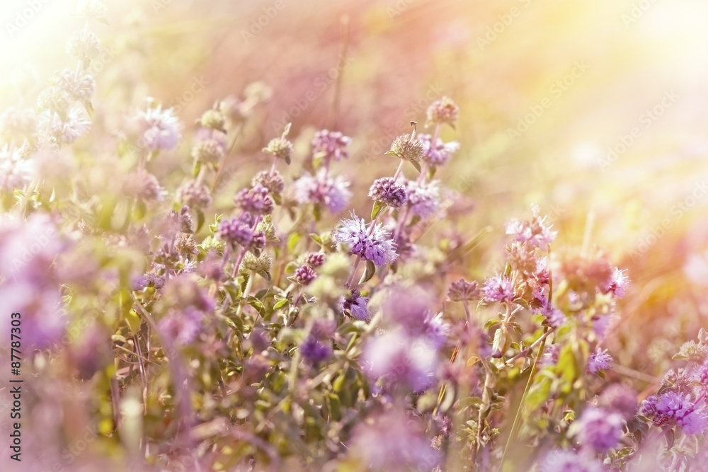 Obraz premium Little purple meadow flowers 