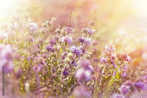 Little purple meadow flowers 