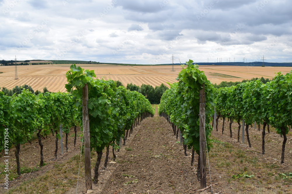 Fototapeta premium Weinanbau