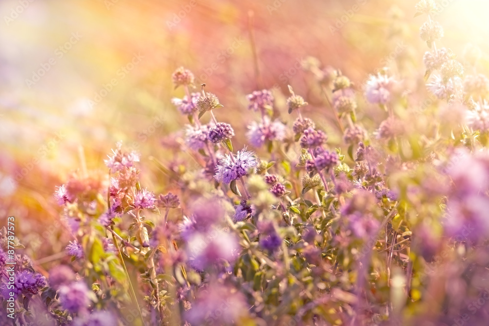 Obraz premium Purple meadow flowers lit by sunlight