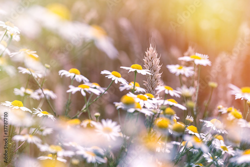 Wheat and daisy flowers (wild camomile) - beautiful nature