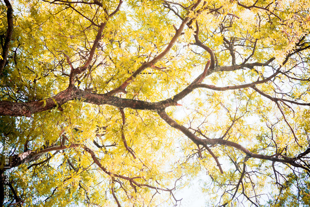 abstract tree, Soft focus,Background with pink color filter abstract tree, Soft focus,Background with color filter
