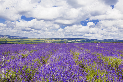 Purple field of lavender flowers  Crimea  Russia