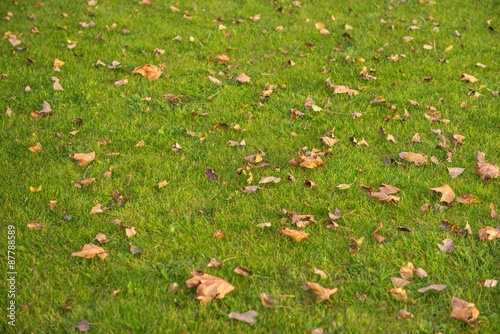 Green lawn at the park