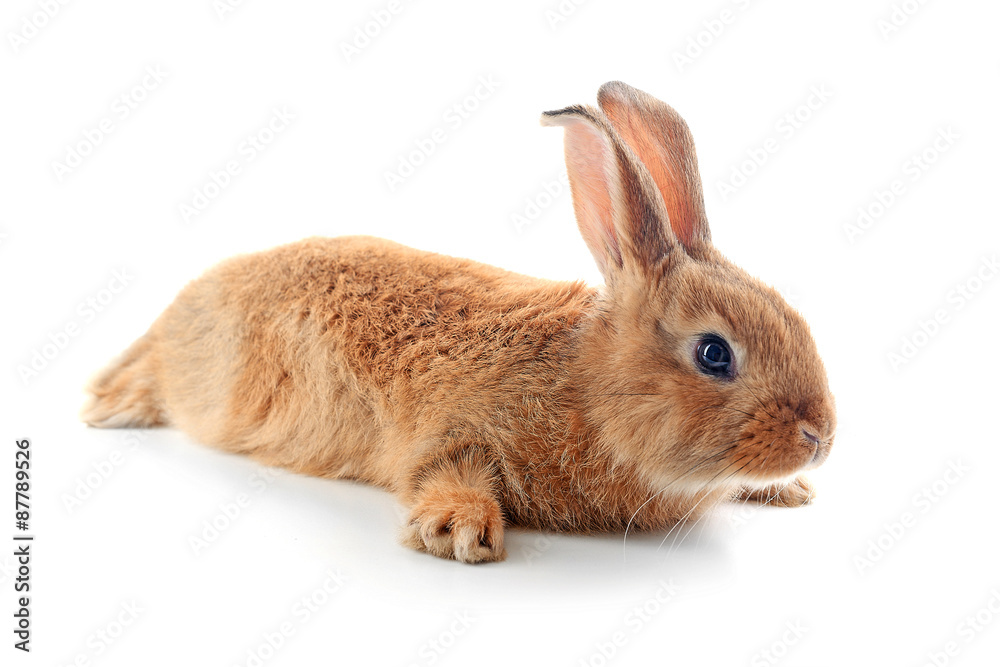 Little rabbit isolated on white Little rabbit isolated on white