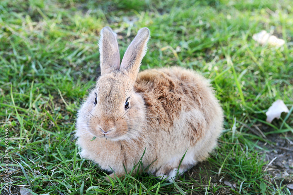 Little rabbit in grass close-up Little rabbit in grass close-up