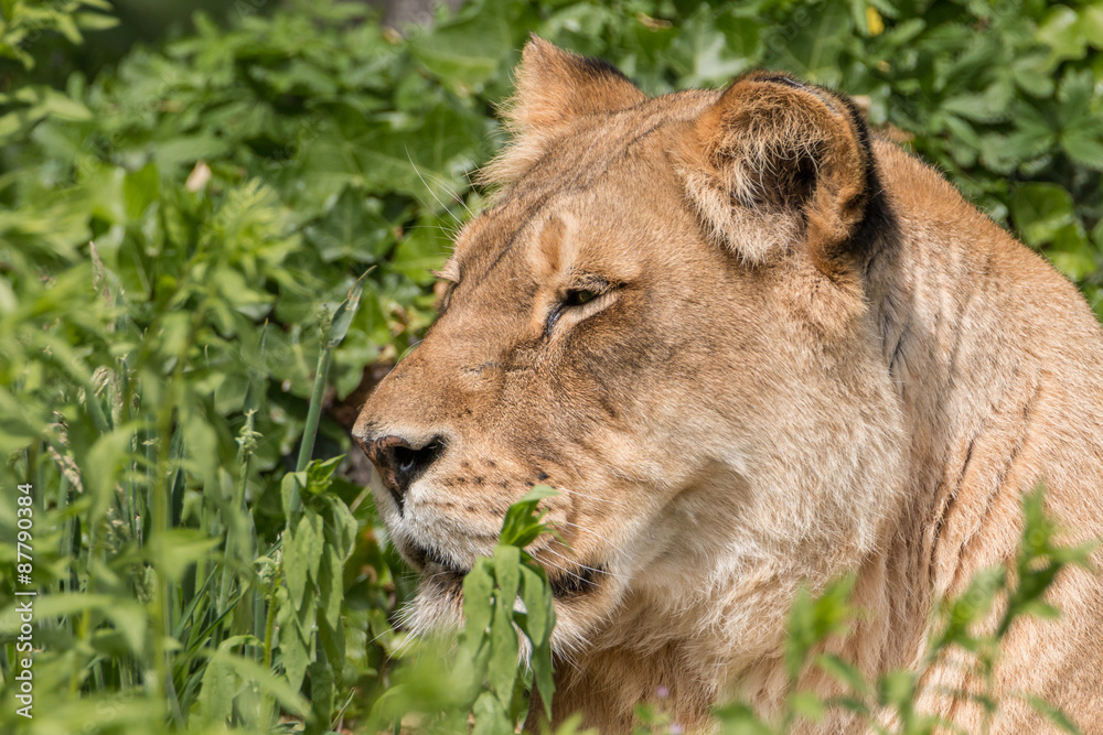 Fototapeta premium Lioness in the sun