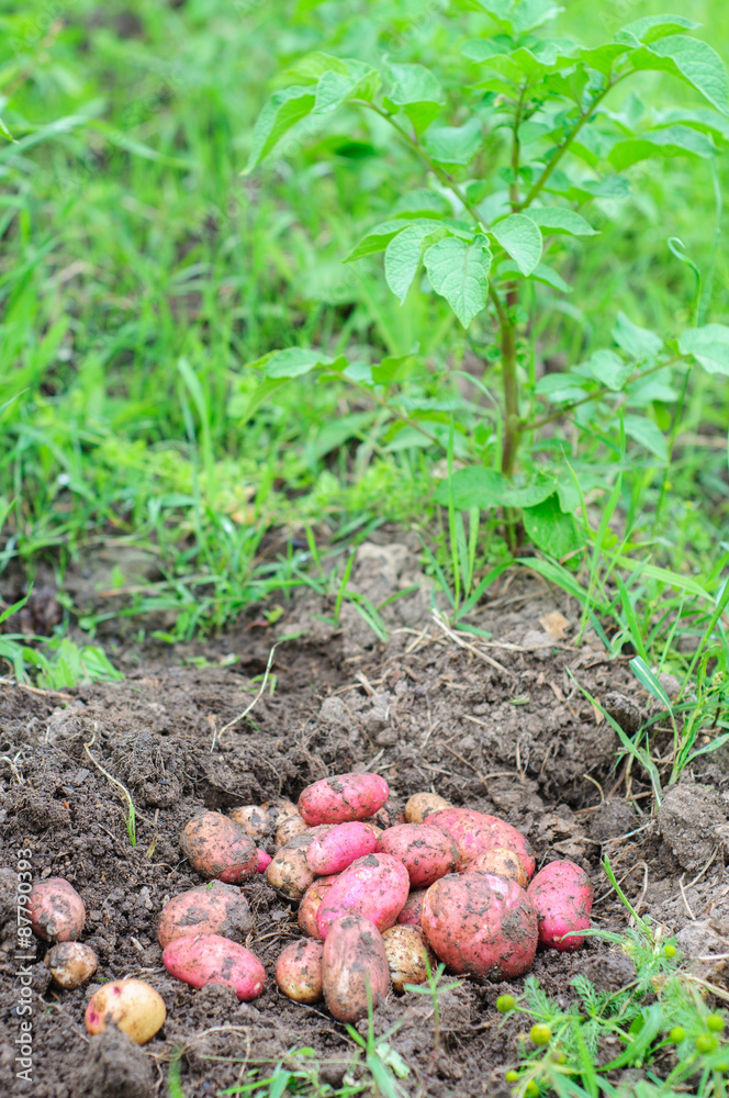 Harvesting of young fresh potatoes Harvesting of young fresh potatoes
