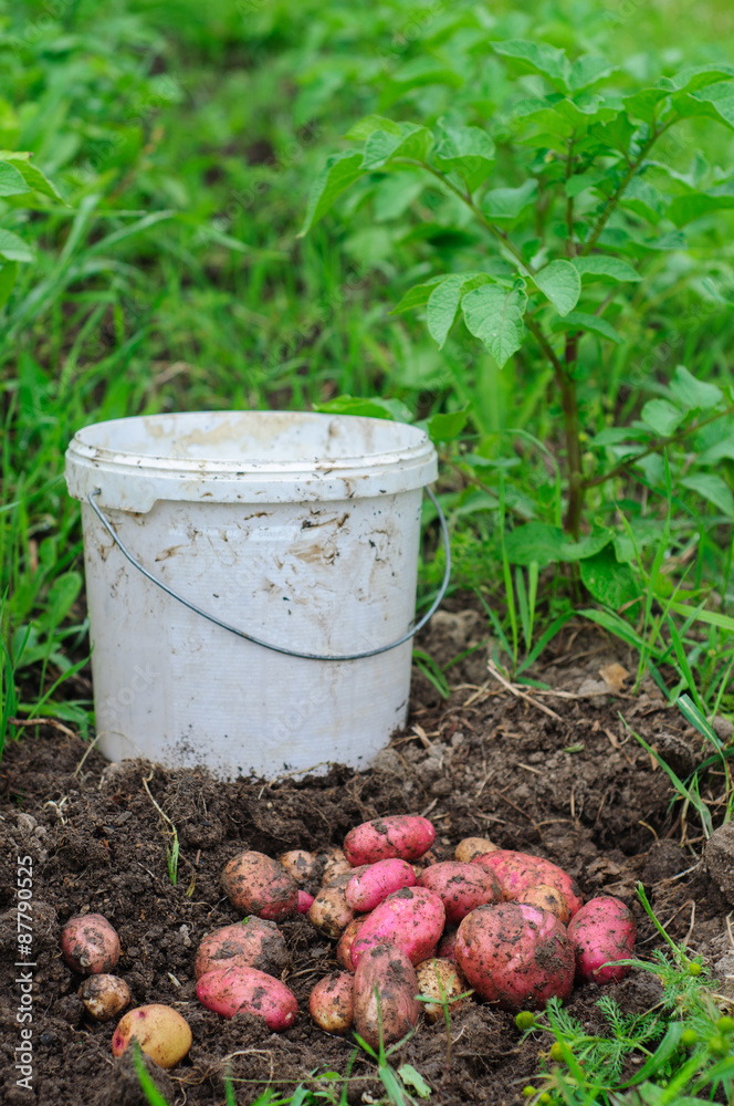 Harvesting of young fresh potatoes with plastic bucket Harvesting of young fresh potatoes with plastic bucket