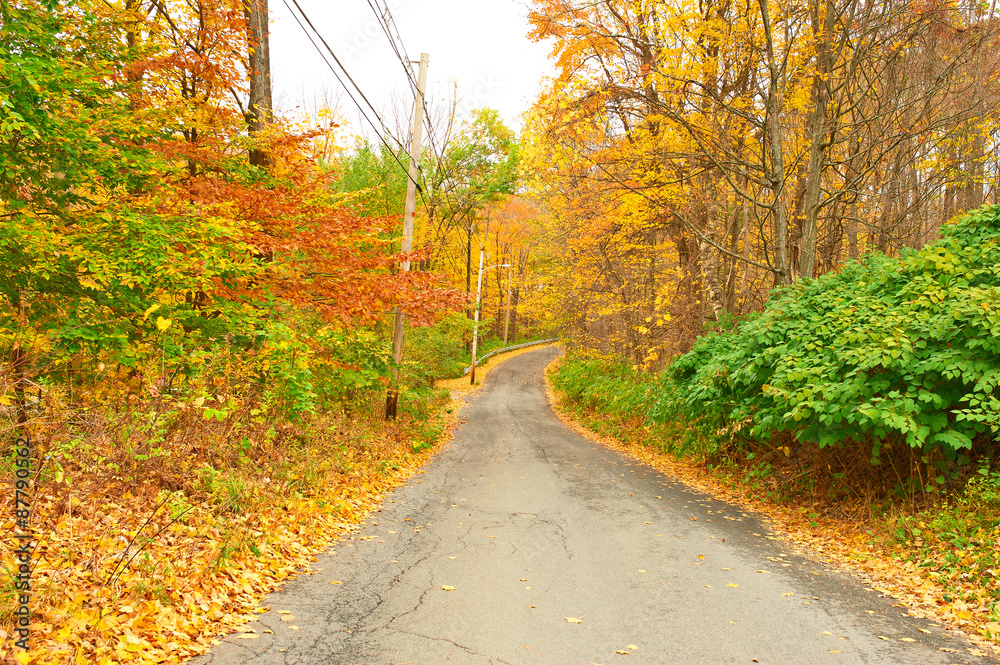 Fototapeta premium Autumn scene with road