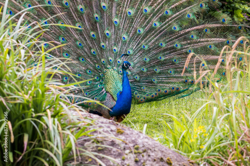 Peacock show-off