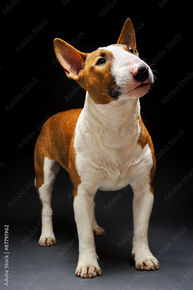 Bull terrier, funny portrait of standing breed dog on dark gradient grey background, studio shoot  