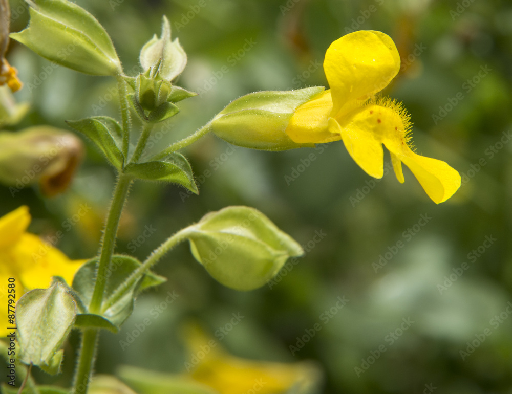 Fototapeta premium Yellow monkey flower (Mimulus guttatus) blooming in the central Oregon Cascade Mountains