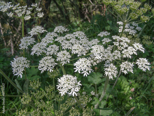White Ligusticum scoticum flower
