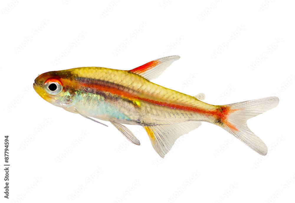 Fototapeta premium Aquarium fish Glowlight Tetra Hemigrammus erythrozonus freshwater 