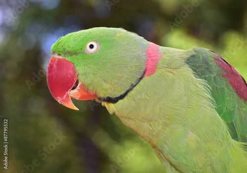 Ring Neck Parrot. Alexandrine Parakeet