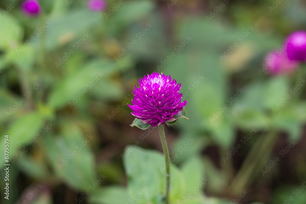 Obraz premium Purple flowers.