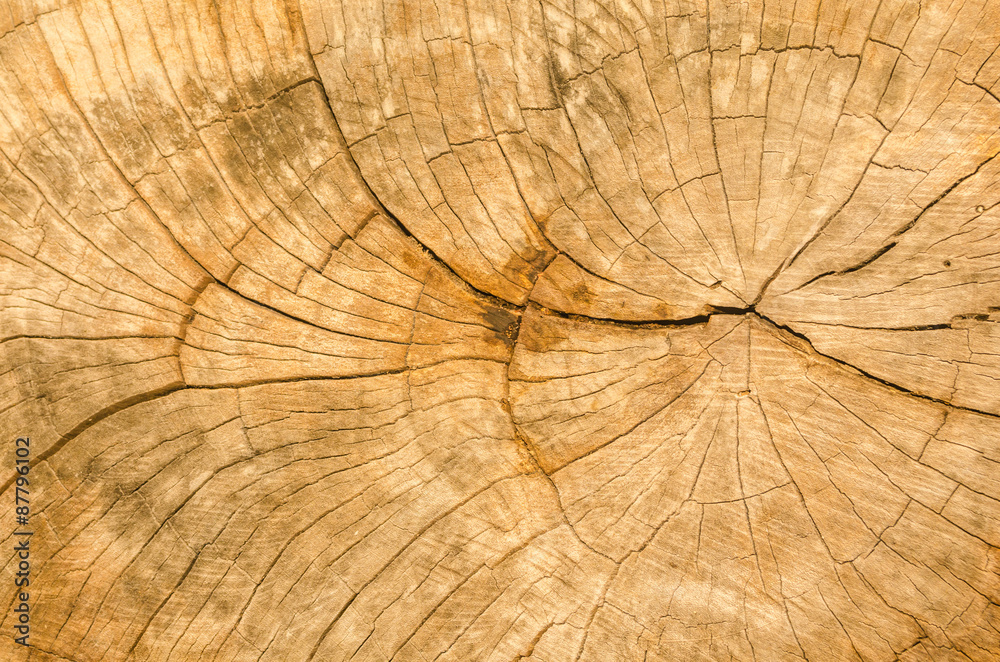 Fototapeta premium Texture of the wood from the trees