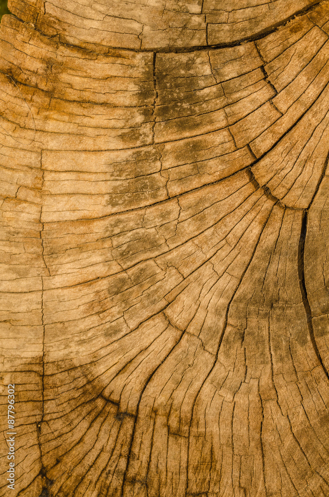 Fototapeta premium Texture of the wood from the trees