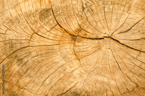 Texture of the wood from the trees