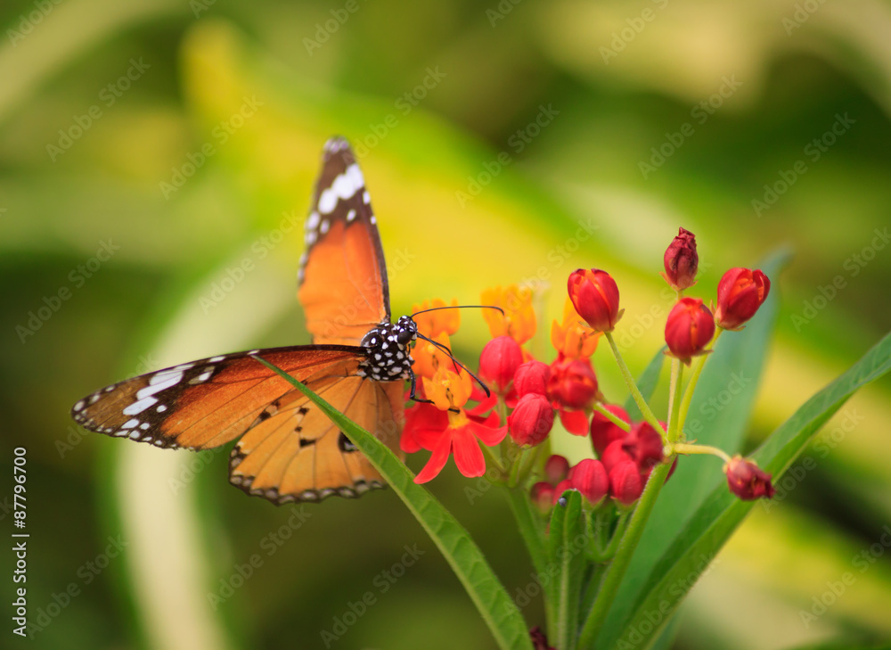 butterfly butterfly