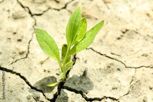 Little sprout grows through dry ground