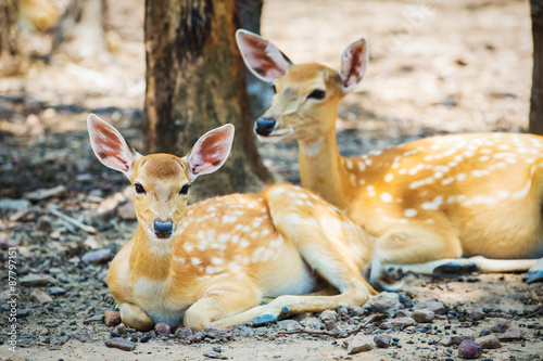 Deer lying in the zoo at Thailand.