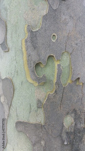 sycamore tree bark with shades of grey, brown and yellow