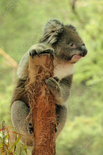 Koala on a tree stump holding look out and looking very cute to the side, at a forrest in south east Victoria, Australia