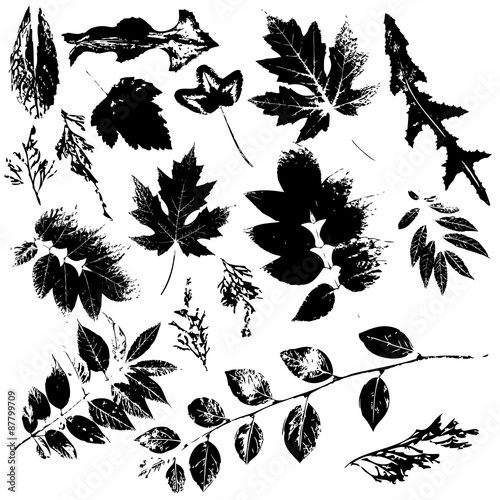 leaf silhouettes