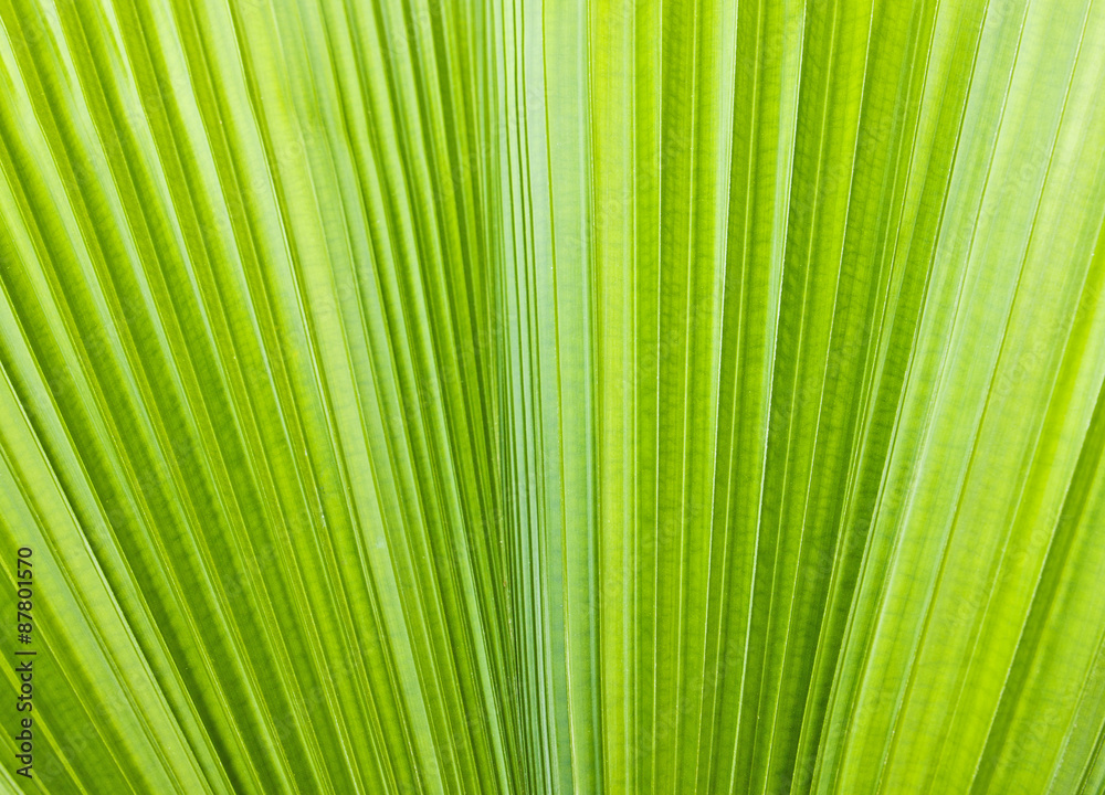Pattern of green leaf Pattern of green leaf