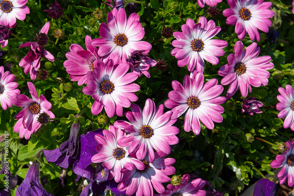 Pink and white gerbera daisy flowers Pink and white gerbera daisy flowers
