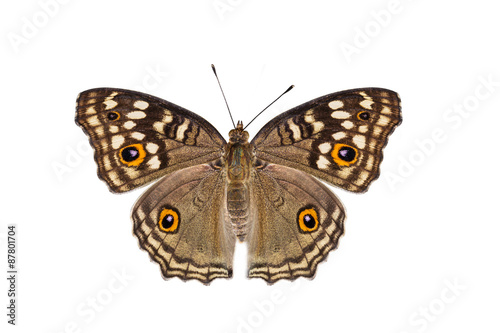 Isolated Lemon Pansy butterfly