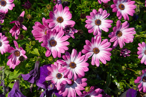 Pink and white gerbera daisy flowers