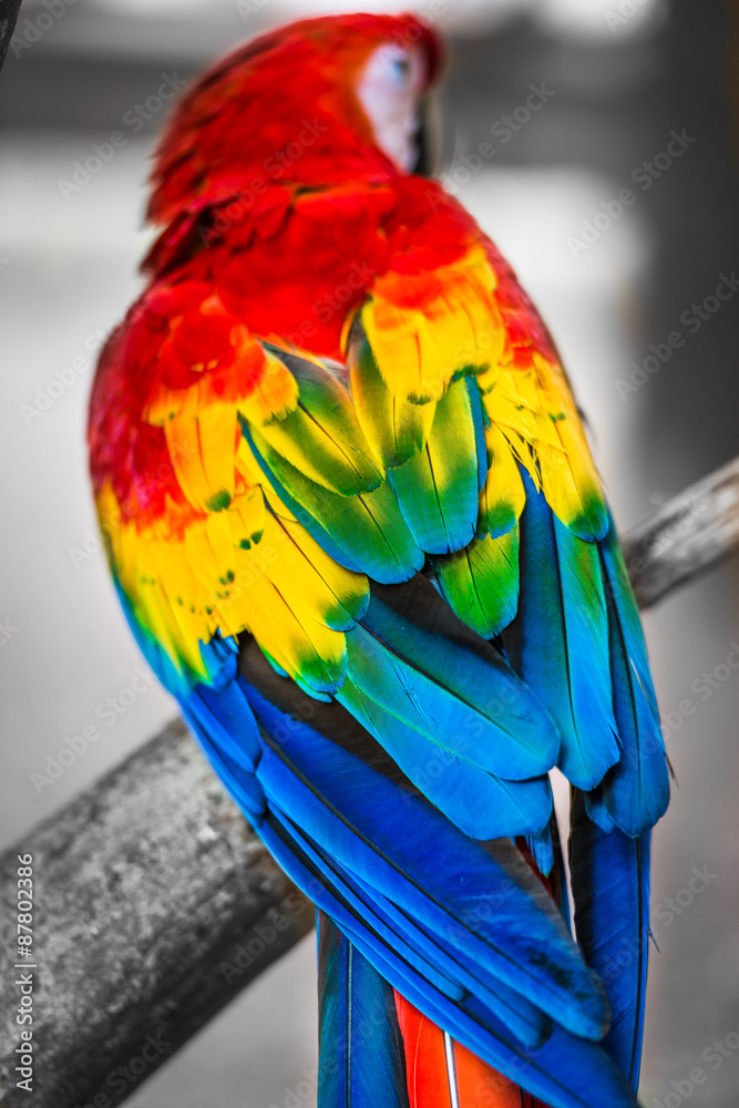 Obraz premium macaw sitting on branch