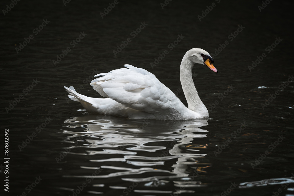 white swan white swan