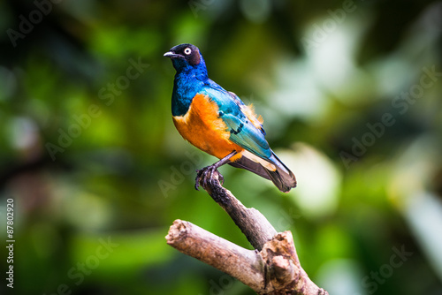 Superb starling in a tree © superjoseph