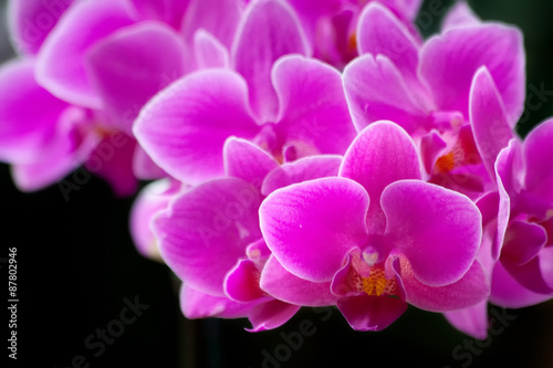 violet orchids