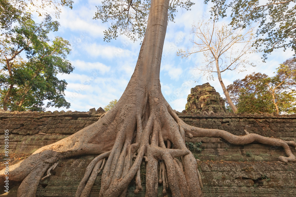 Ta Prohm Temple ancient tree roots, Angkor 