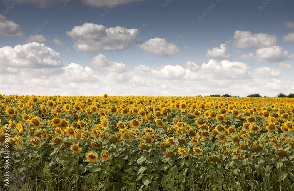 Field of sunflowers