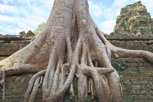 Ta Prohm Temple ancient tree roots  Angkor 