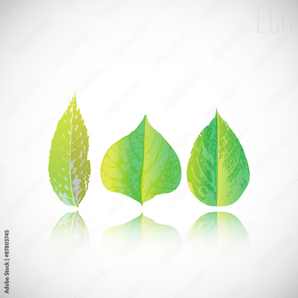 Fototapeta premium Set of green leaves. Element for design.