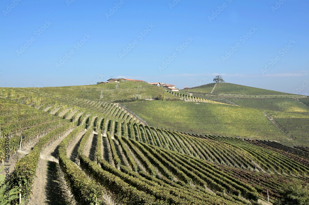 the land of barolo wine