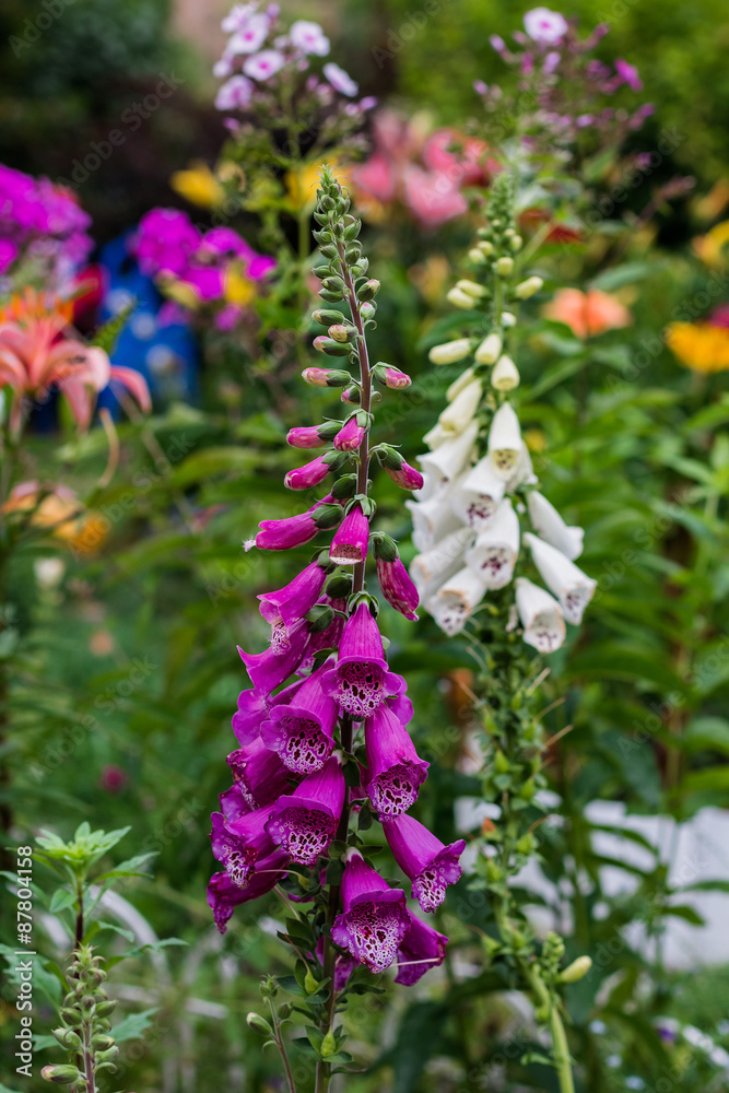 Summer flowers in a garden