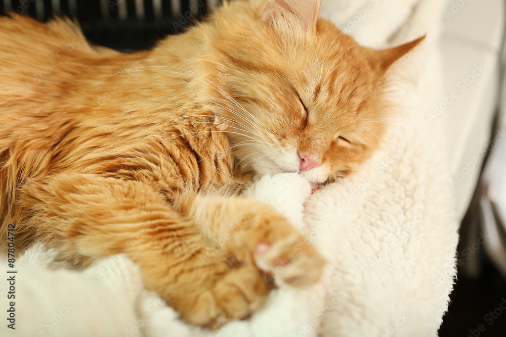Red cat resting indoors Red cat resting indoors
