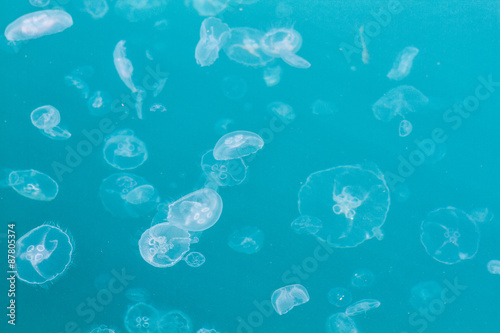 many transparent jellyfish