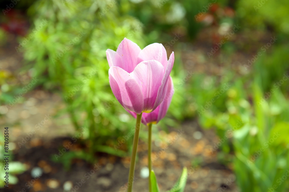 Beautiful color tulips over flowerbed background Beautiful color tulips over flowerbed background