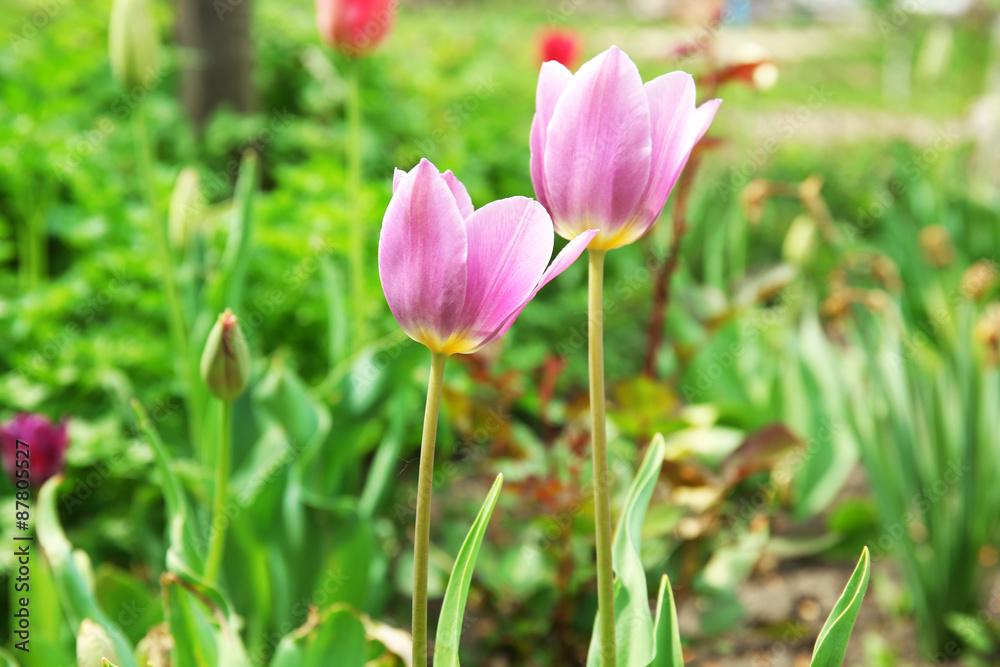 Beautiful color tulips over flowerbed background Beautiful color tulips over flowerbed background