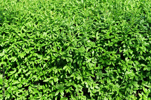 Green bush as background
