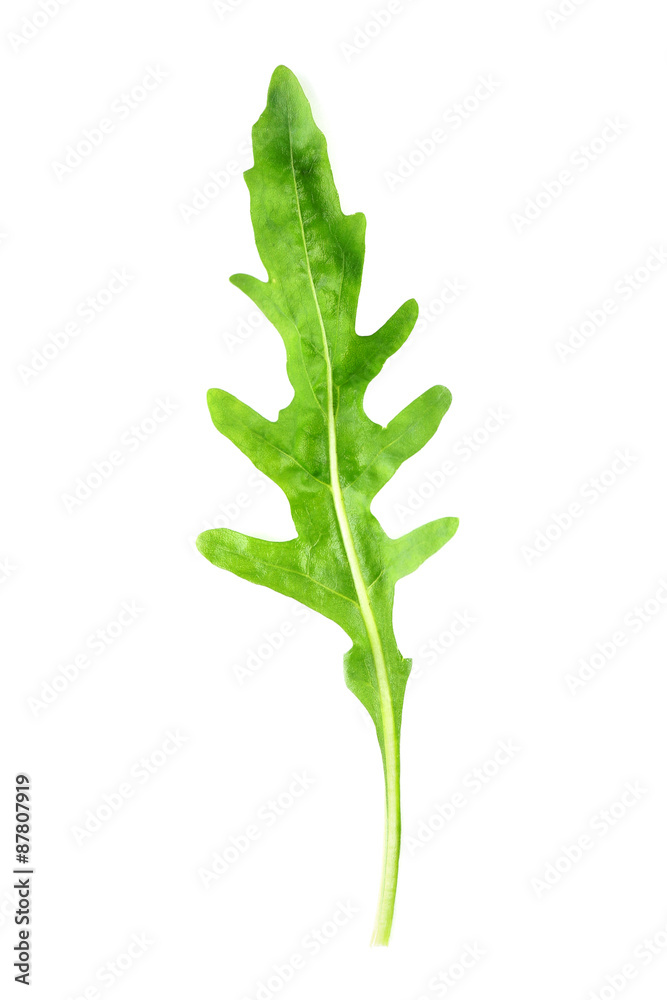 Green arugula leaf isolated on white Green arugula leaf isolated on white